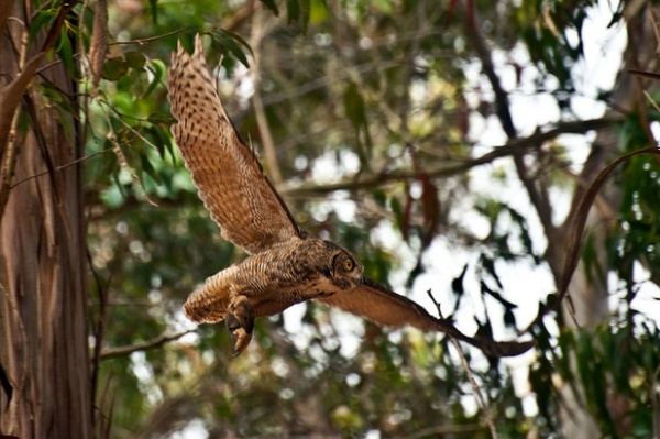 Great Horned Owl - 4