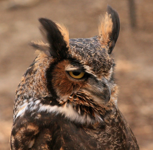 Backyard Birds: Go Owling in October