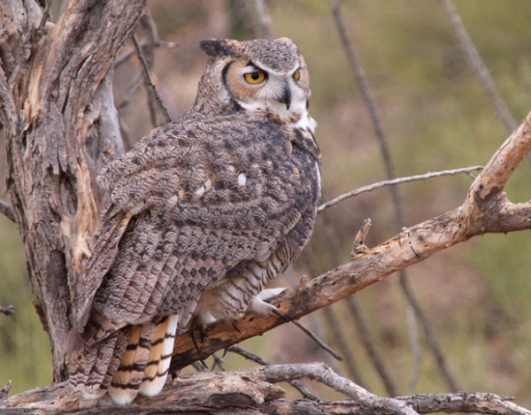 Great Horned Owl