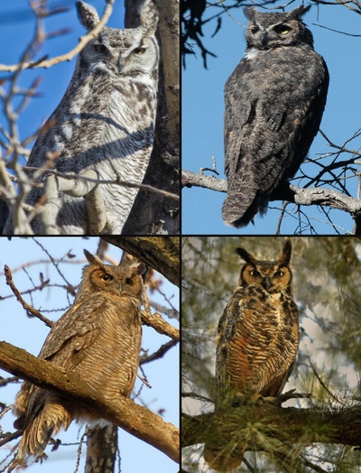 Great Horned Owl