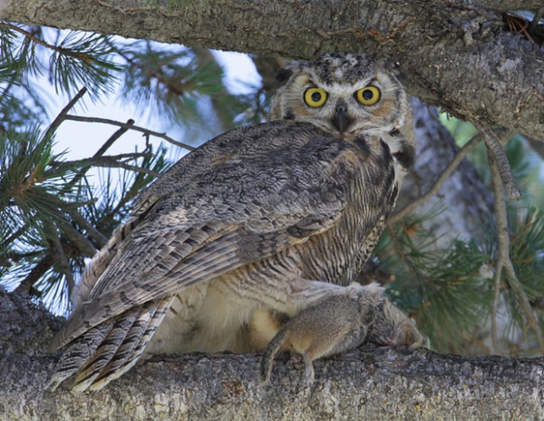 Great horned owl with Uinta ground squirrel at Mammoth Hot Springs