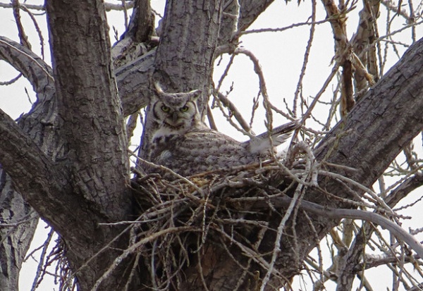 Great Horned Owl Sitting on Nest with Fearsome Look