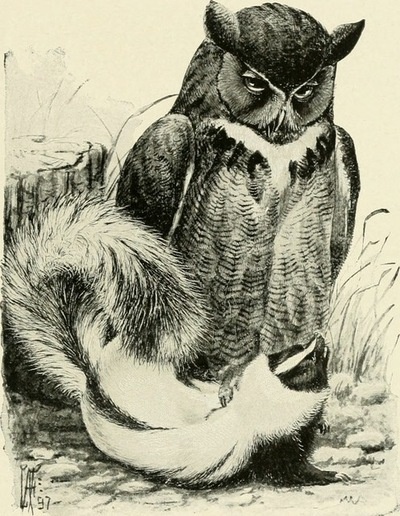 Great Horned Owl and Skunk