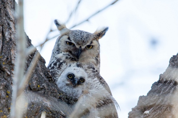 Great Horned Owl