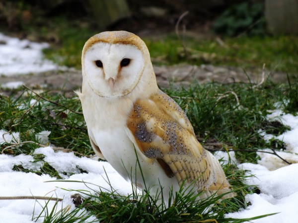 Beautiful Barn Owl