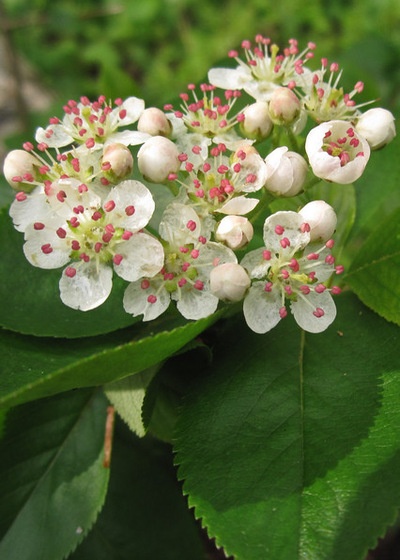 Great Design Plant: Aronia Melanocarpa, a Star for Three Seasons