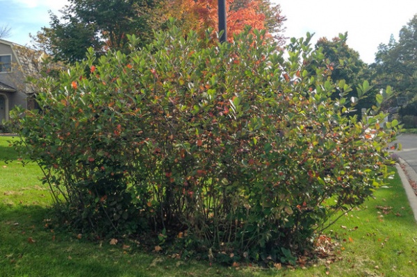 Great Design Plant: Aronia Melanocarpa, a Star for Three Seasons