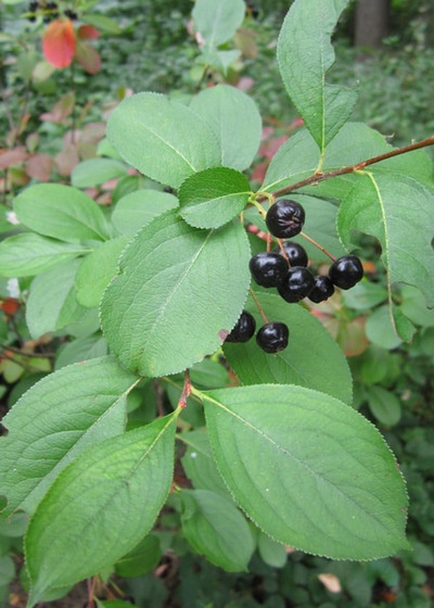 Great Design Plant: Aronia Melanocarpa, a Star for Three Seasons