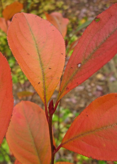 Great Design Plant: Aronia Melanocarpa, a Star for Three Seasons