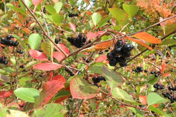 Great Design Plant: Aronia Melanocarpa, a Star for Three Seasons