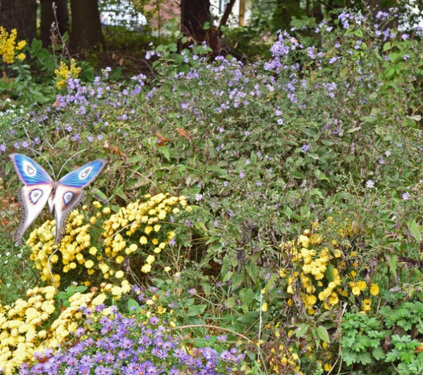 Rustic Symphyotrichum shortii