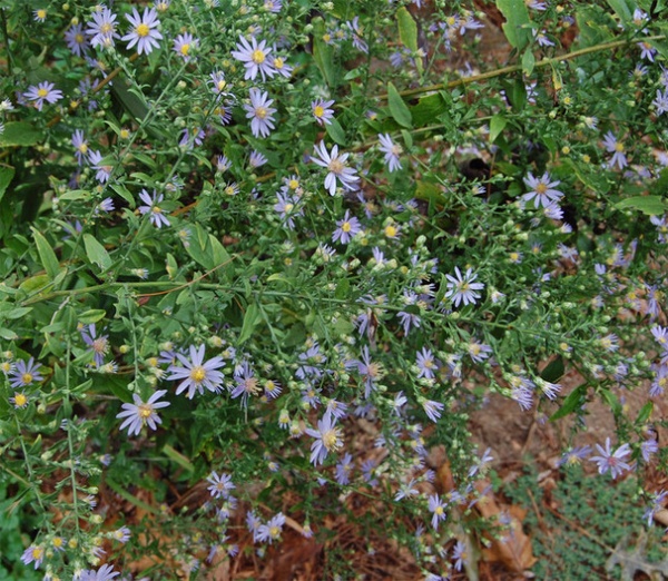 Great Design Plant: Symphyotrichum Shortii