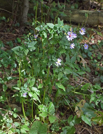 Rustic Landscape Symphyotrichum shortii