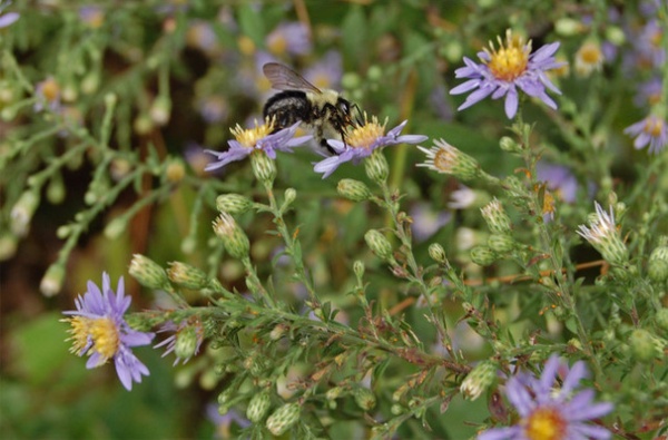 Great Design Plant: Symphyotrichum Shortii