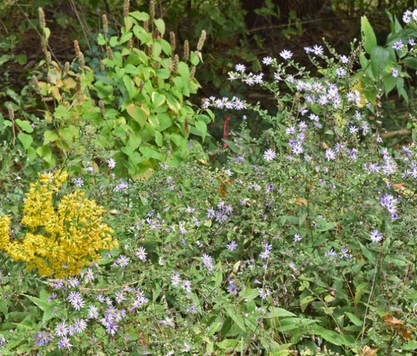 Rustic Landscape Symphyotrichum shortii