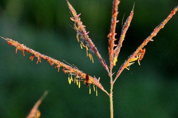 Great Design Plant: Andropogon Gerardii