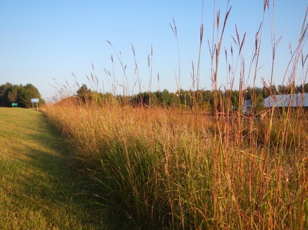 Landscape Andropogon gerardii