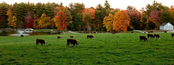 Landscape by Rikki Snyder