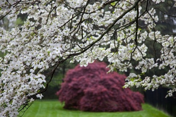 Great Design Plant: Cornus Florida