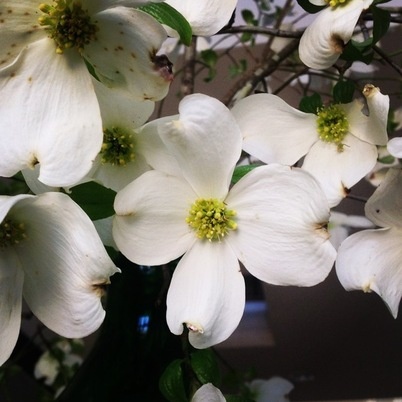 Great Design Plant: Cornus Florida