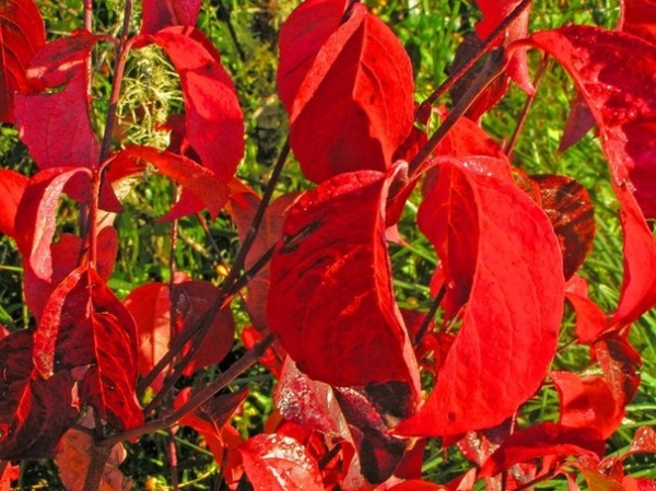 Landscape Cornus Forida Showing Off