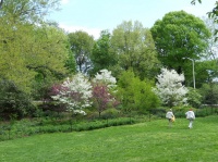 Great Design Plant: Cornus Florida